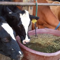 Golden Glen Creamery - Fresh cheese made from fresh, very fresh, milk