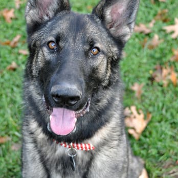 Dog On Inn - Pet Boarding Near Me - Augusta, Michigan Dog On Inn - Pet Boarding Near Me - Augusta, Michigan