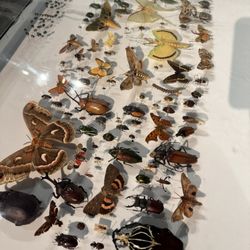 North Museum of Natural History - Bugs