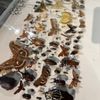 North Museum of Natural History gift card