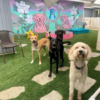 Down To Earth Dogs - Pet Training Near Me Down To Earth Dogs - Pet Training Near Me