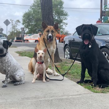 LA Dog Behaviorist - Pet Training Near Me - Twentynine Palms , California LA Dog Behaviorist - Pet Training Near Me - Twentynine Palms , California