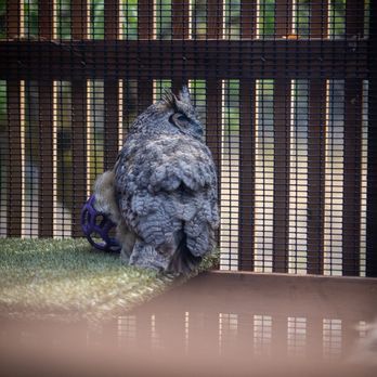 Cascades Raptor Center - Great-horned owl - Zoos Near Me - Eugene, Oregon