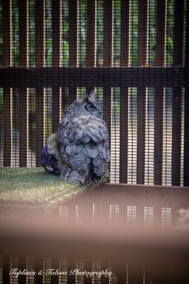 Cascades Raptor Center by null