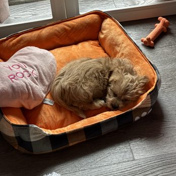 Select A Puppy - Beau sleeping in his new bed - Pet Breeders Near Me - Middletown, New Jersey