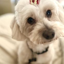 The Doggy Detailer - Zoe