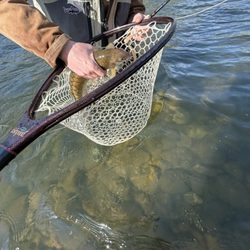 Idaho Angler - Great experience for our first time anglers with Jared. We'll be back!