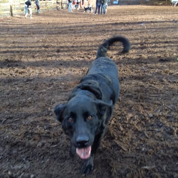 Jasper's Dog Park - GustamusPrime!! - Dog Parks Near Me - Kirkland, Washington