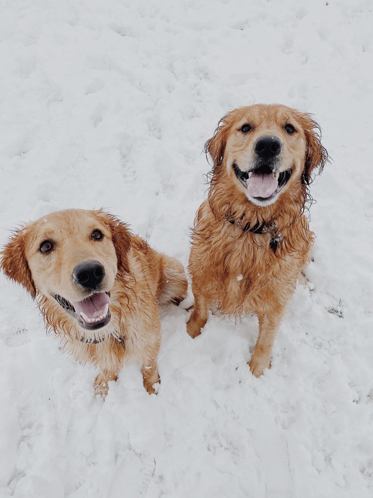 EDMOND DOG PARK 42 Photos & 27 Reviews 33RD St E, Edmond, Oklahoma