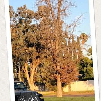 Elenes Tree Service - Before - Tree Services Near Me - Rialto, California Elenes Tree Service - Before - Tree Services Near Me - Rialto, California