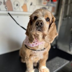 Mighty Dog Grooming