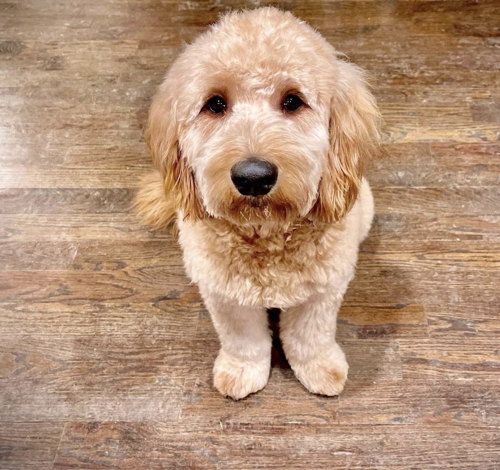 PAXTON VETERINARY CLINIC, PC Updated October 2024 15 Reviews 1953