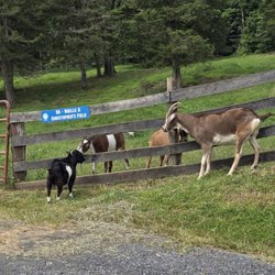 Catskill Animal Sanctuary - Chatting with friends