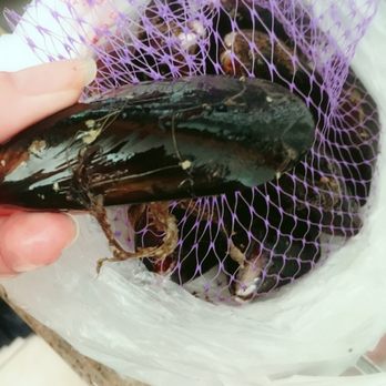 Seafood Center - I brought a bag of mussels today. Make sure to clean and pull out mussel beard before cooking. Discard ones that doesn't open after cooking. - Seafood Markets Near Me - San Francisco, California