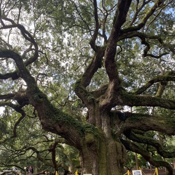Angel Oak - Parks Near Me - Johns Island, South Carolina