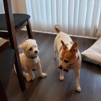 OC Pet Nurse - Dog Walkers Near Me OC Pet Nurse - Dog Walkers Near Me
