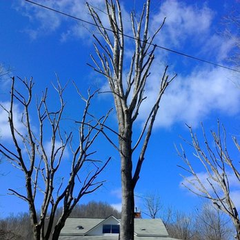 Schofield Tree Patrol - Tree Services Near Me - Waynesville, North Carolina Schofield Tree Patrol - Tree Services Near Me - Waynesville, North Carolina