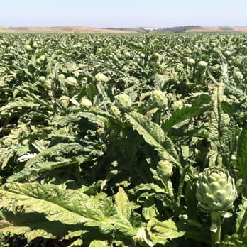 Artichoke Festival - artichoke fields - Festivals Near Me - Monterey, California