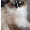 Rock N Rags Ragdoll Cattery gift card