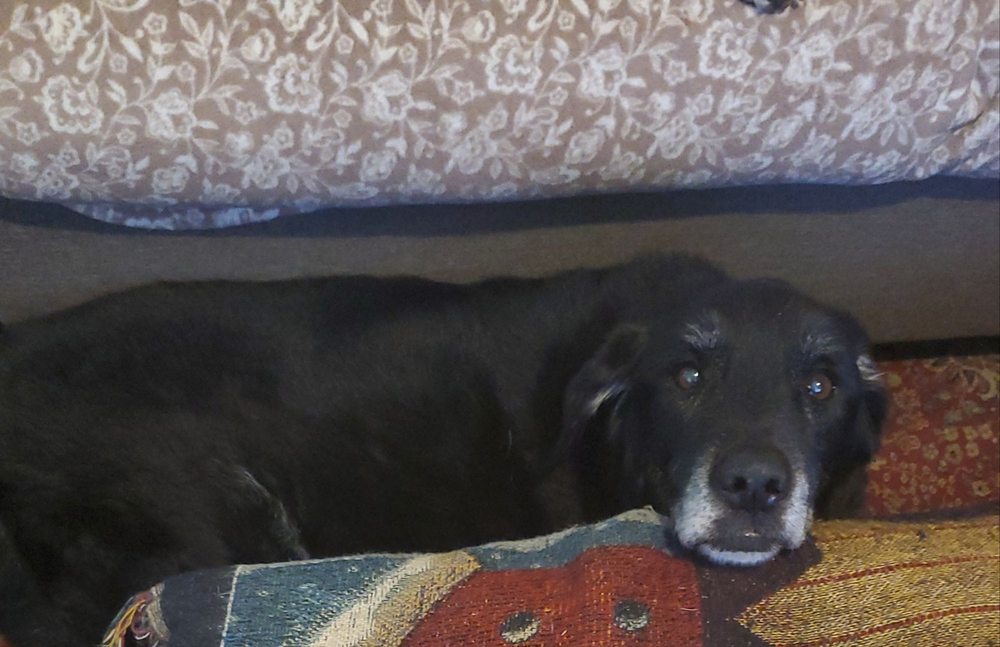 LECK VETERINARY HOSPITAL Updated October 2024 115 W Pennsylvania