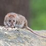Photo of Nottingham Pest Control