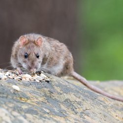 Nottingham Pest Control - We offer rodent trapping, exclusion, and clean-up to attic and crawlspace areas.