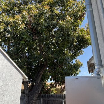 Kings Tree Services - The avocado tree BEFORE they trimmed it - Tree Services Near Me Kings Tree Services - The avocado tree BEFORE they trimmed it - Tree Services Near Me