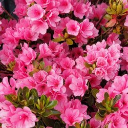 Sal's Nursery & Landscaping