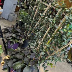 Calloway's Nursery - Jasmine and hydrangeas