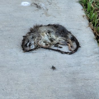 Cortland Phillips Creek Ranch - Photo 2/2 zoomed in of dead rat - Apartments Near Me - Frisco, Texas Cortland Phillips Creek Ranch - Photo 2/2 zoomed in of dead rat - Apartments Near Me - Frisco, Texas