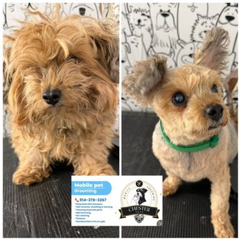 Chester Mobile Grooming Pets - Pet Groomers Near Me Chester Mobile Grooming Pets - Pet Groomers Near Me
