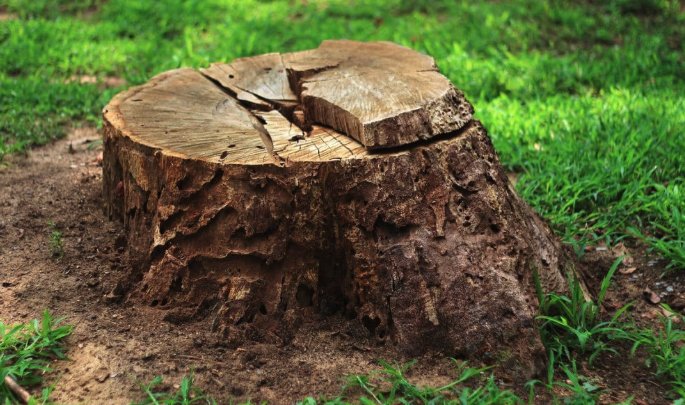 Fast Stump Removal - tree service in Des Moines, IA