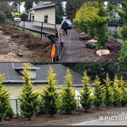 Gold Rider Cypress being planted.