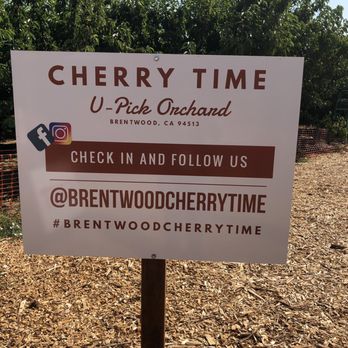 Cherry Time - Follow them on Social Media! - Pick Your Own Farms Near Me - Brentwood, California