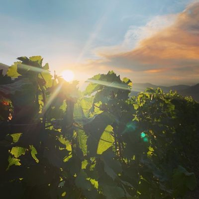Crowsnest Vineyards by null