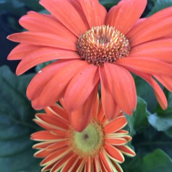 Cindy’s Secret Place - Nurseries & Gardening Near Me - Dade City, Florida