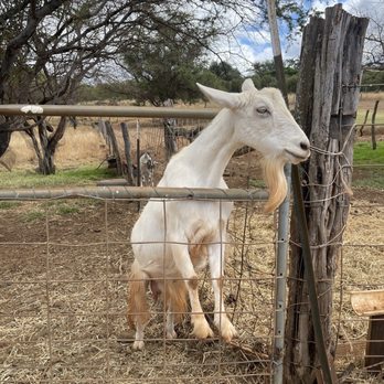 Surfing Goat Dairy - One of the friendly goats - Cheese Shops Near Me - Kula, Hawaii Surfing Goat Dairy - One of the friendly goats - Cheese Shops Near Me - Kula, Hawaii