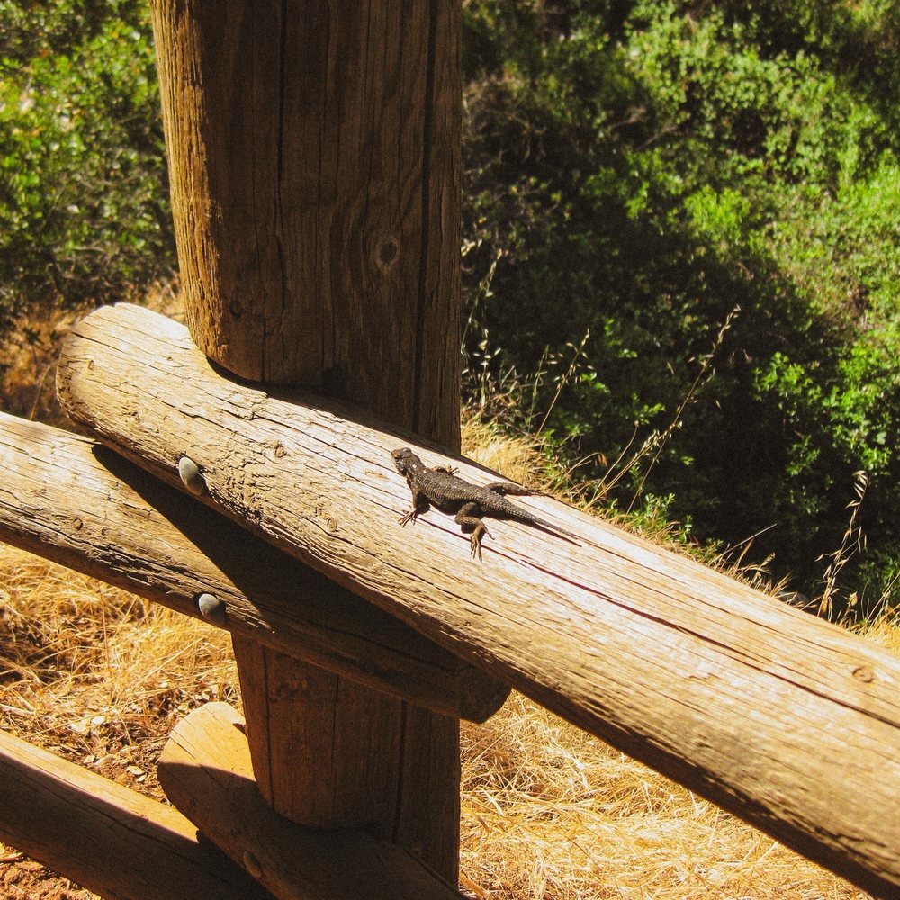 Hidden Falls Regional Park - Cute lizard, so soo many of them on the trail! - Parks Near Me - Auburn, California