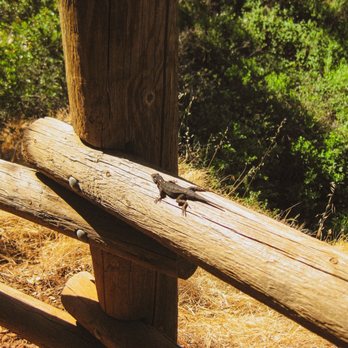 Hidden Falls Regional Park - Cute lizard, so soo many of them on the trail! - Parks Near Me - Auburn, California Hidden Falls Regional Park - Cute lizard, so soo many of them on the trail! - Parks Near Me - Auburn, California