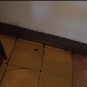 El Mesón - HUGE ROACH that ended up on the chips that are served. Eaters beware! - Mexican Near Me - Austin, Texas