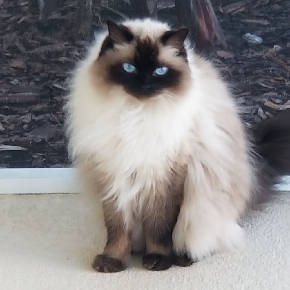 PET NANNIES Request a Quote 27 Photos Viera, Florida Dog