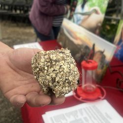 Garrison's Home & Garden - Hummingbird nest
