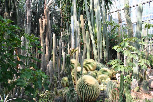 Palmiarnia Poznańska by null