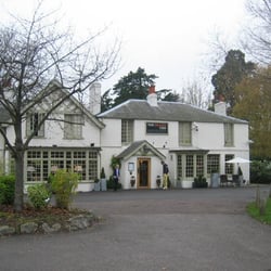 The Orange Tree