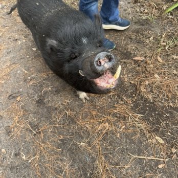 Rooterville Animal Sanctuary - Happy as a pig at Rooterville! - Community Service/Non-Profit Near Me - Melrose, Florida Rooterville Animal Sanctuary - Happy as a pig at Rooterville! - Community Service/Non-Profit Near Me - Melrose, Florida