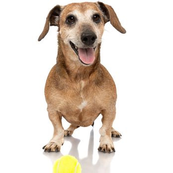 Ph2grphy - Pet Photography Near Me - Agoura Hills, California Ph2grphy - Pet Photography Near Me - Agoura Hills, California