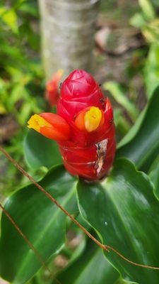 Palawan Wildlife Rescue and Conservation Center (Crocodile Farm) by null