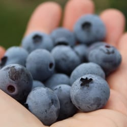 Goss Berry Farm