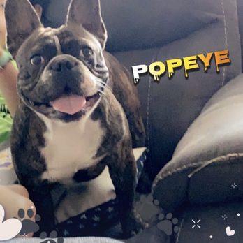 Puppy Town - Pet Stores Near Me - Las Vegas, Nevada