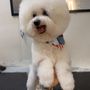 Devoted Dog Grooming